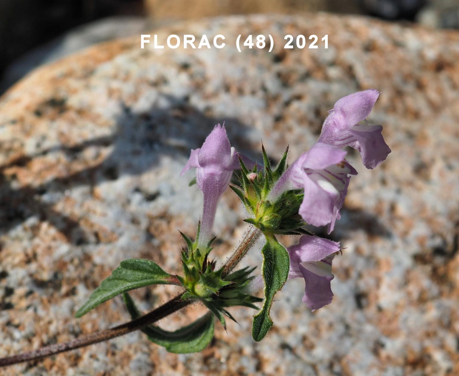 Hemp-Nettle, Broad-leaved